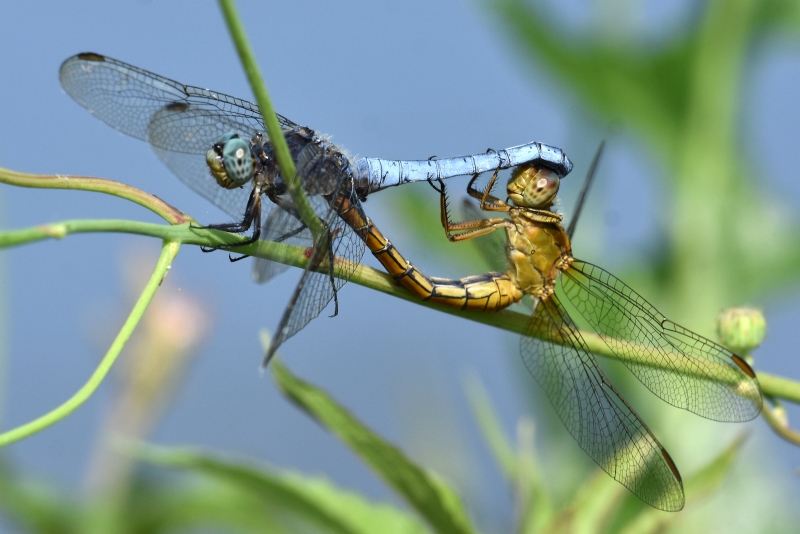 Orthetrum coerulescens